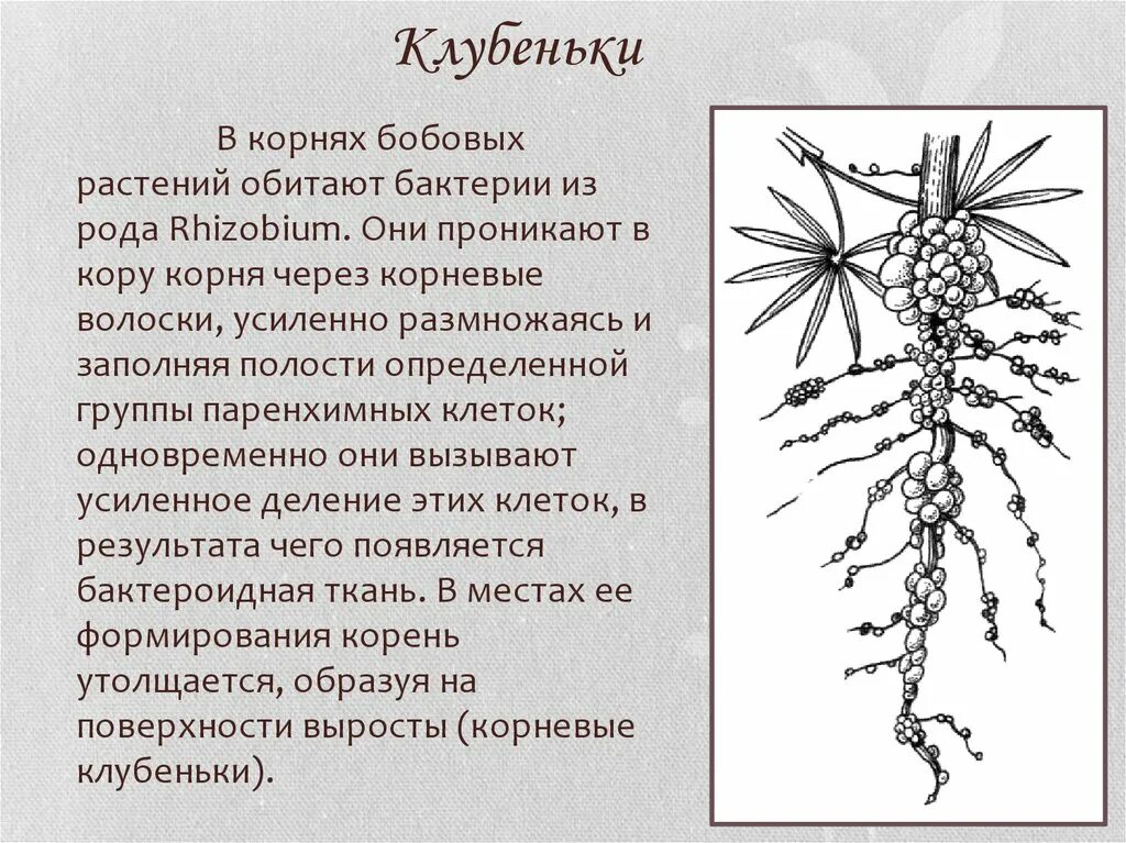 Род корневых 8. Строение клубеньков на корнях бобовых. Бактериальные клубеньки бобовых. Бактериальные клубеньки на корнях бобовых. Корневые клубеньки функции.