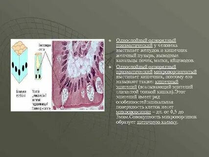 Какой эпителий выстилает желудок