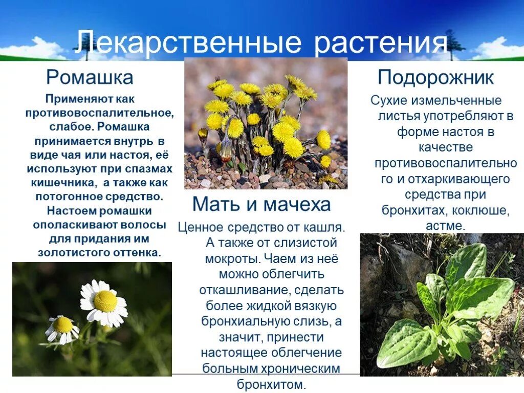 3 лечебных растения