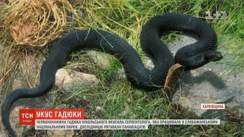 Опасна ли гадюка для человека