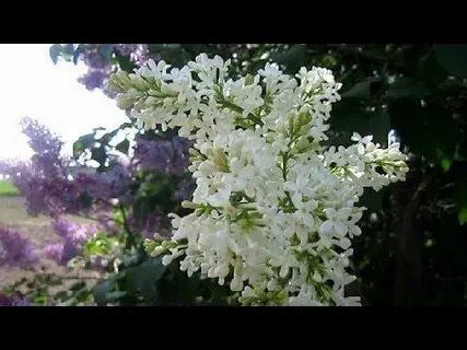 Весной распускались сирени