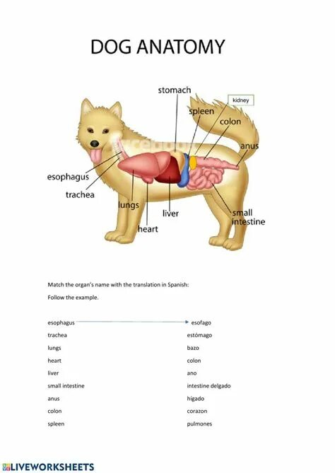 Анатомия собаки органы. Где у собаки сердце. Органы собаки схема. Сердце собаки расположено