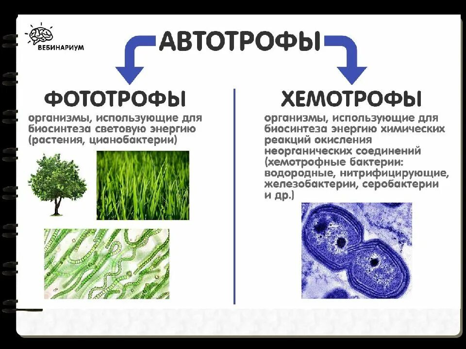 Питание бактерий автотрофы. Организмы автотрофы. Автотрофы фототрофы хемотрофы. Бактерии фотоавтотрофы. Группа автотрофных организмов