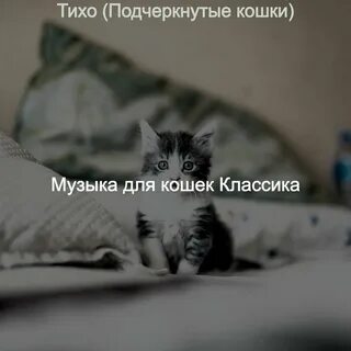 Кошки серые песня
