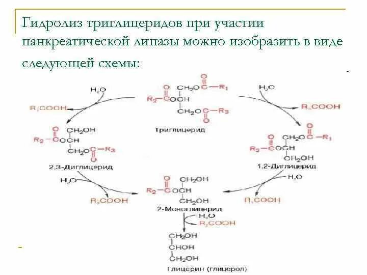 Синтез липазы. Гидролиз жира панкреатической липазой. Схема реакции распада триглицеридов. Гидролиз триглицеридов панкреатической липазой происходит. Пути использования продуктов гидролиза триглицеридов.