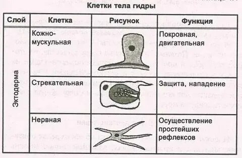 Эпителиально мускульные клетки какой слой