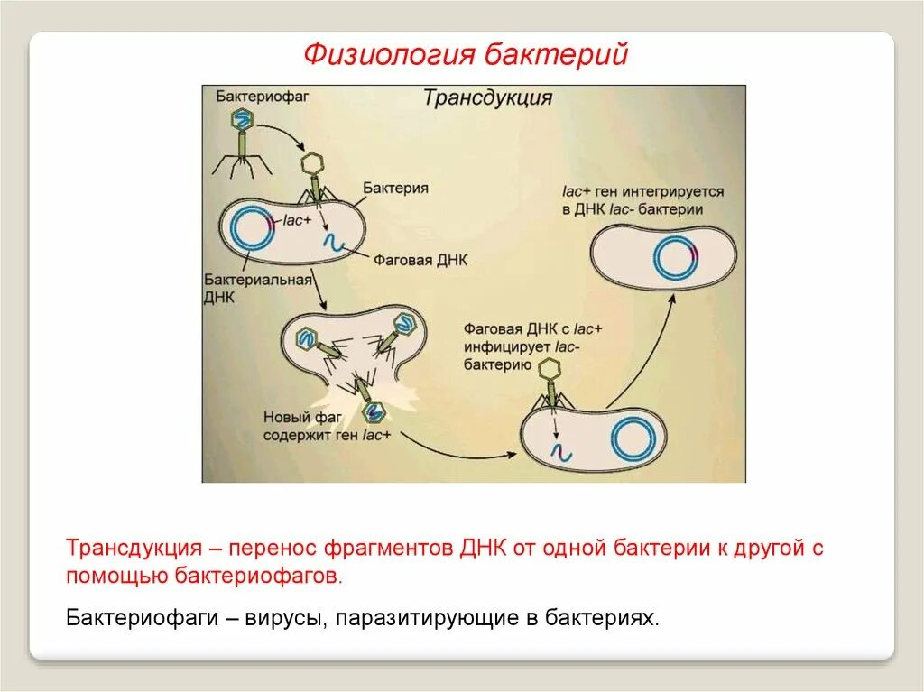 Дыхание прокариот. Схема трансдукции у бактерий. Физиология бактериофагов. Генетическая трансдукция. Трансдукция физиология.