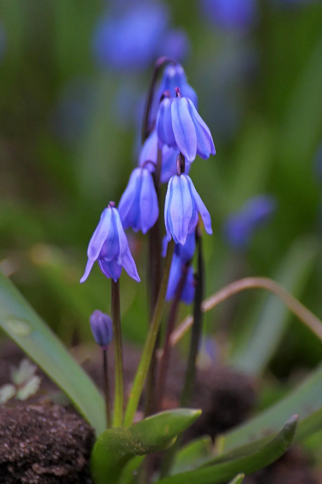 Пролеска сибирская. Пролеска Сибирская Сибирская. Сцилла Сибирская Scilla sibirica. Цветок пролеска Сибирская.