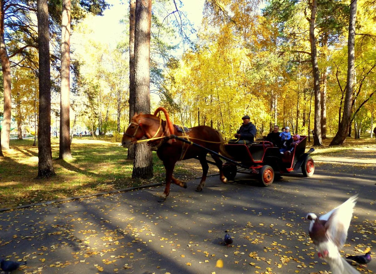 Лошадка в парке