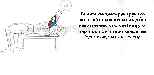 Французский жим со штангой техника. Французский жим. Французский жим нормативы. Приколы про французский жим. Французский жим лежа какие мышцы работают.