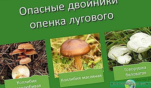 Двойник опенка летнего гриба ядовитый. Двойник опенка осеннего. Опасный двойник гриба опенок летний. Ложноопенок серно-желтый – ядовитый двойник опенка. Гриб двойник опенка летнего название.