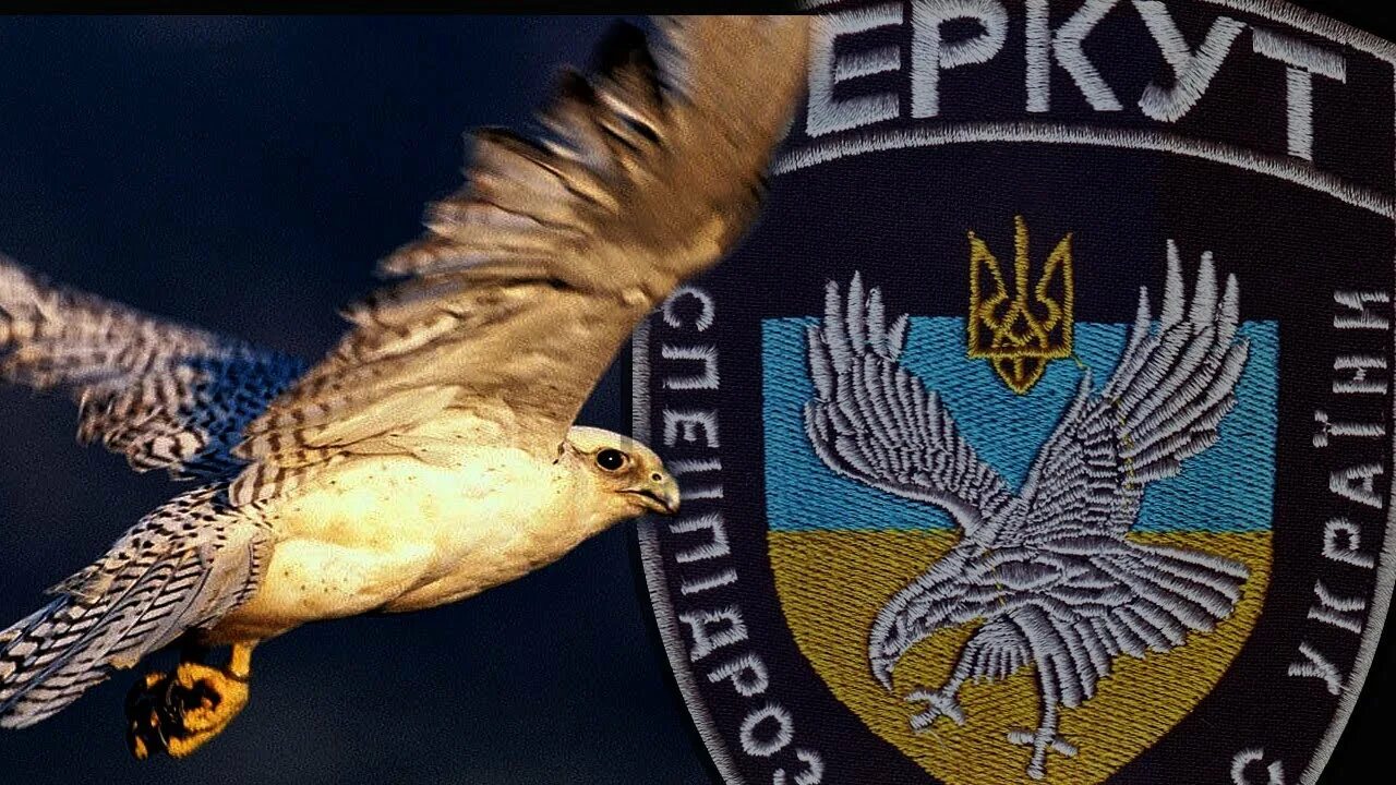 Эмблемы для команды беркут. Berkut логотип. Беркут байкальский. Фк беркут. Беркут турфирма пенза.