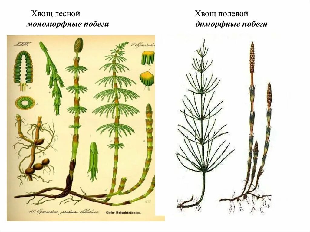 Хвощ полевой и хвощ Лесной. Хвощ Луговой Хвощевидные. Хвощ болотный хвощ полевой. Весенний побег хвоща лесного. Хвощи примеры растений