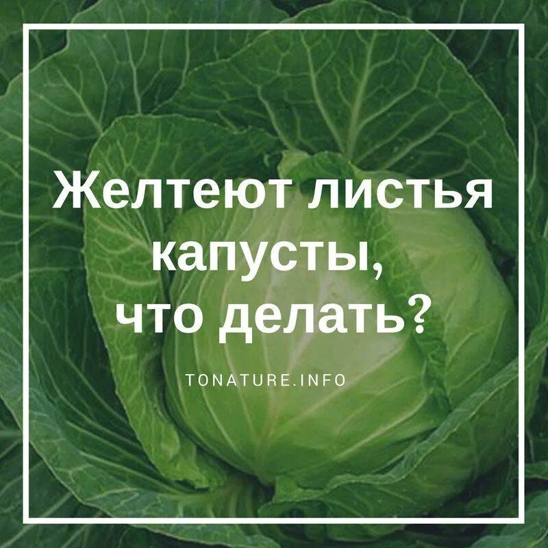 Почему вместо капустного кочана растут "лопухи" ВКонтакте