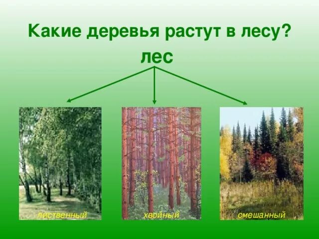 Почему лес природное сообщество. Природное сообщество лес. Название лесного сообщества. Деревья сообщества лес. Леса бывают хвойные лиственные и смешанные.