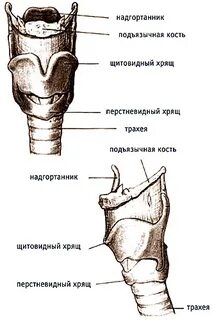 Кости гортани
