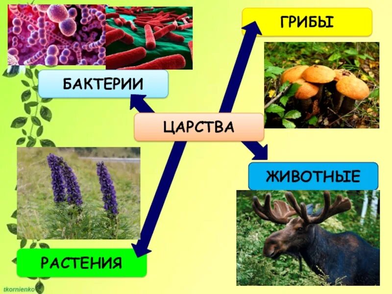 Что объединяет грибы и бактерии. Царство животных бактерии грибы и растении. бактерии грибы животные. растения животные микроорганизмы.