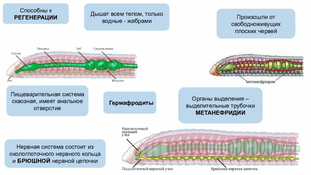 Нервная и выделительная система плоских червей. Нервная система у свободноживущих плоских червей. Метанефридий дождевого червя. Брюшная нервная цепочка у дождевого червя.