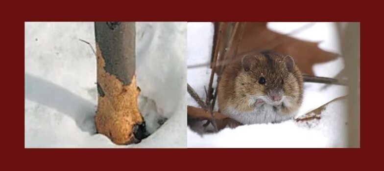 Мыши погрызли кору. Защита сада от грызунов на зиму. Мышь грызет дерево. Мыши погрызли яблоню. Дерево погрызенное мышами.
