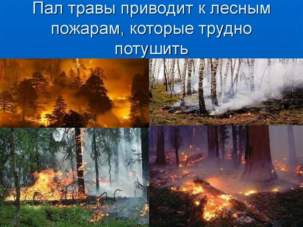 Пал пал войти. Пал травы. Противопожарная безопасность пал травы. Потушенный Лесной пожар. Презентация для дошкольников пал травы.