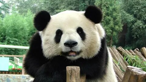 Panda hayeren