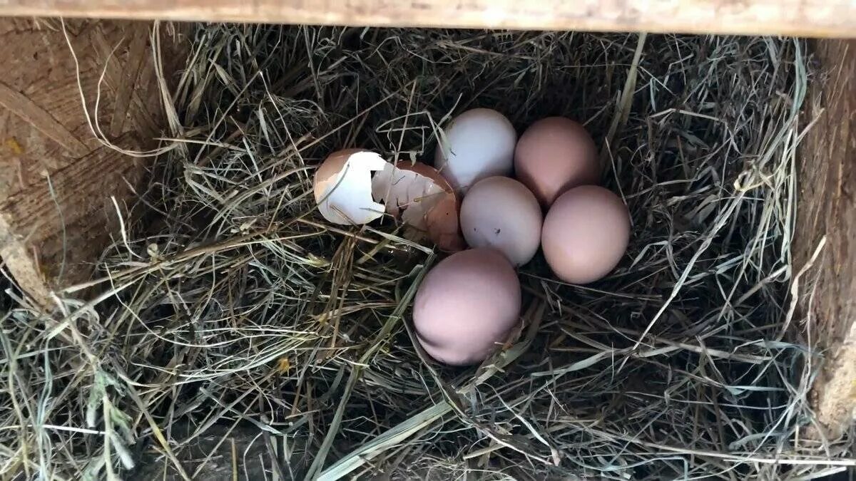 Как отучить кур клевать. Расклев яиц. Курица расклевывает яйцо. Куры клюют яйца. Расклёв яиц курами.