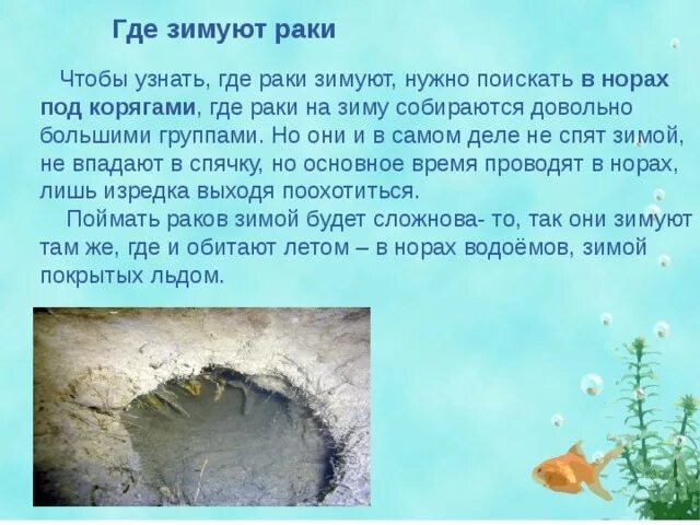 Выражение где раки зимуют