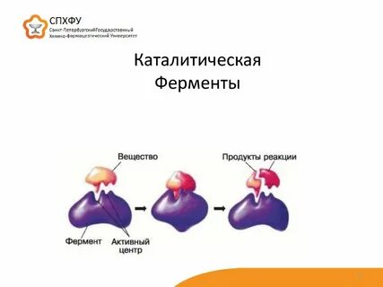 Каталитическая роль белков