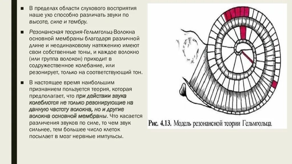 Область слухового восприятия человека. Область звукового и слухового восприятия. Резонаторная теория Гельмгольца. Теория звуковосприятия Гельмгольца.