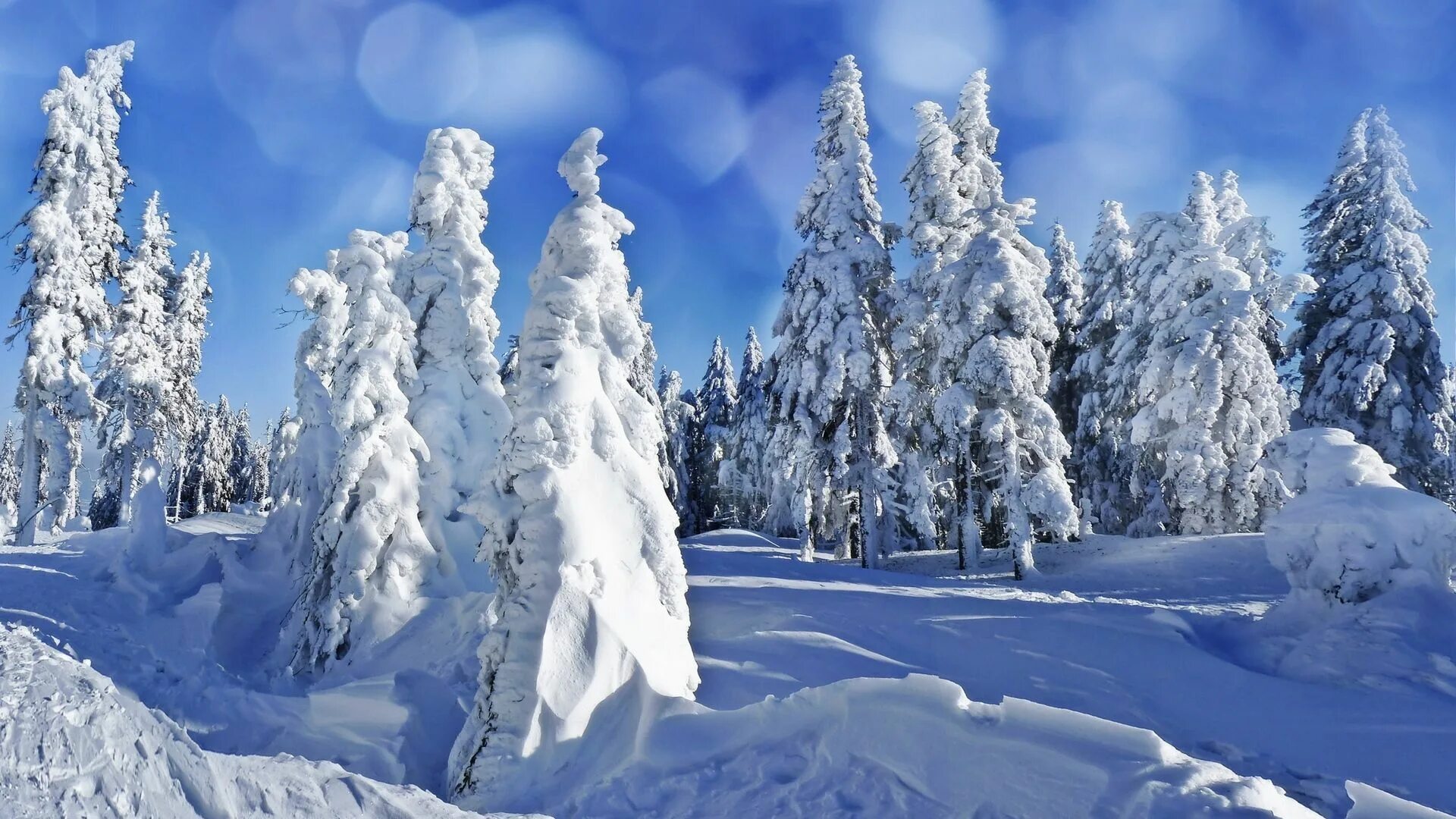 Зимняя природа. Красивая зима. Зимняя природа. Снежные деревья. Zima na.