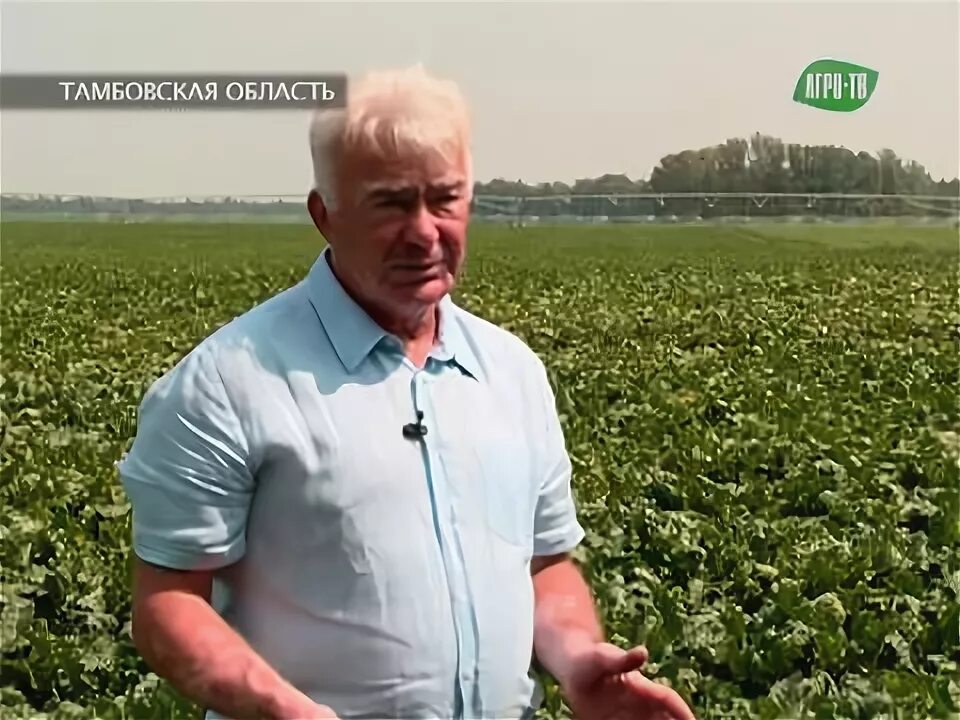Золотая нива тамбовская область. Оао щорсы. Золотая нива ставропольский край. Ооо золотая нива тамбовская область. Золотая нива тамбов.
