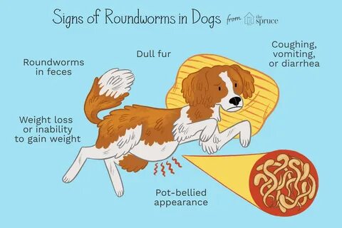 heart: Dog Heartworms In Poop.