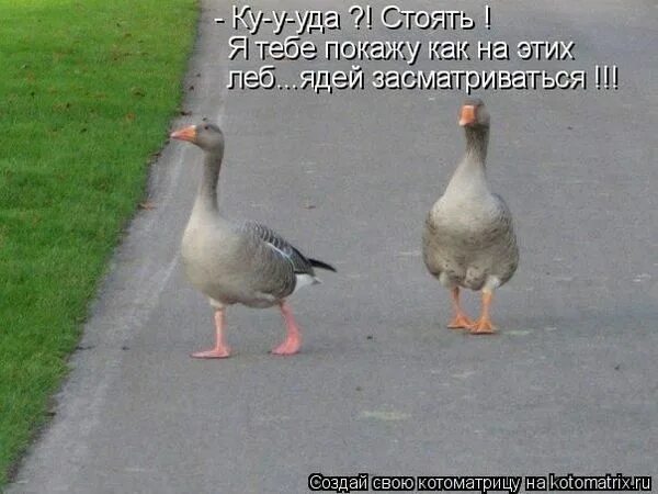 Гусиные бега