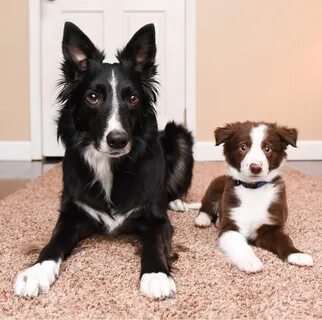 Dog now