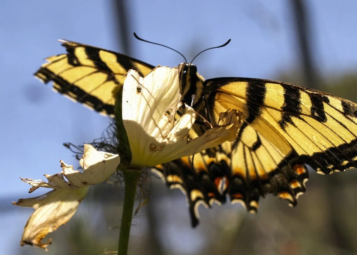Giant swallowtail бабочка. Бабочка swallowtail. Желтая бабочка махаон. Махаон (бабочка). 6 бабочек.