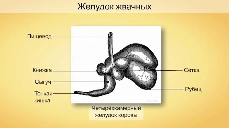 У какого животного несколько желудков. Пищеварительная система коровы желудок. строение пищеварительной системы жвачных животных. рубец в пищеварительной системе коровы. строение пищеварительной системы жвачного животного.
