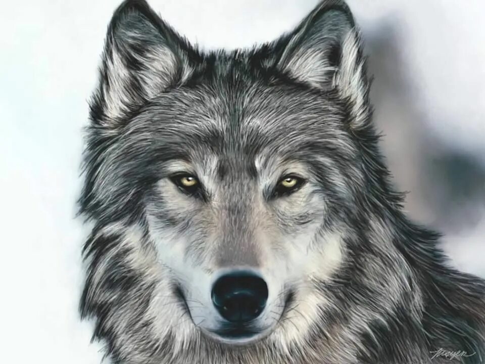 Цветные картинки волка. Вулф Вулф Вулф тату. Волк. Изображение волка. Волк рисунок.