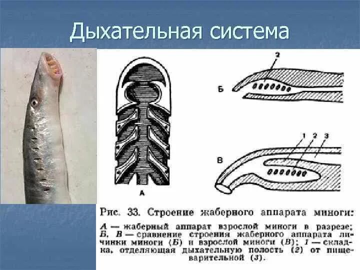 Сообщение о личинках миног. Строение жаберного аппарата миноги. дыхательная система миноги. дыхательная система миксины рисунок. дыхательная система круглоротых.