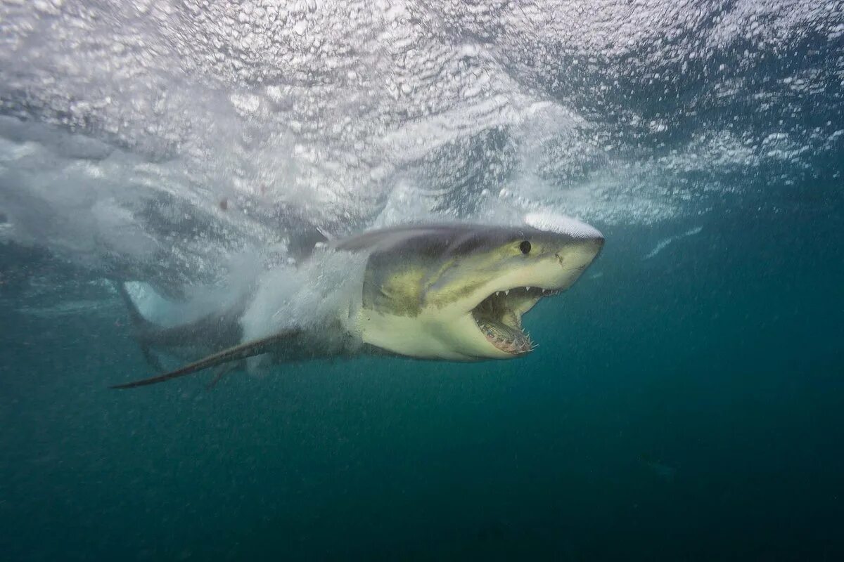 Почему акулы постоянно в движении. Белая акула в черном море. Акула молот в черном море. Полярная акула. Большая белая акула National Geographic.