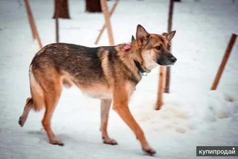 Собака похожая на овчарку