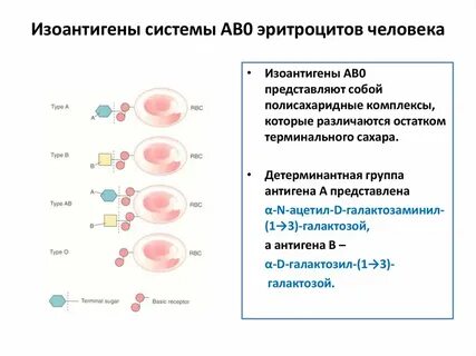 Антигены эритроцитов
