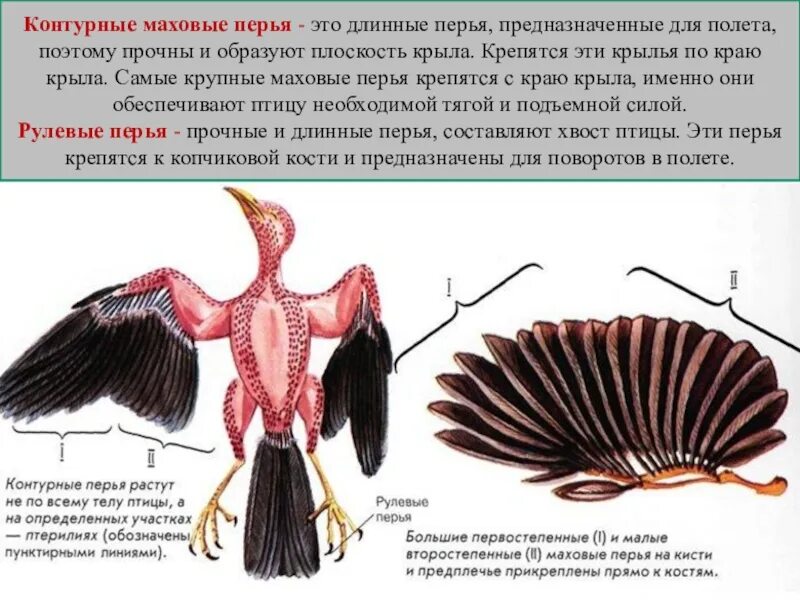 Типы крыльев у птиц. Маховые перья у птиц. Первостепенные маховые перья. Маховое перо строение. Маховые и рулевые перья.