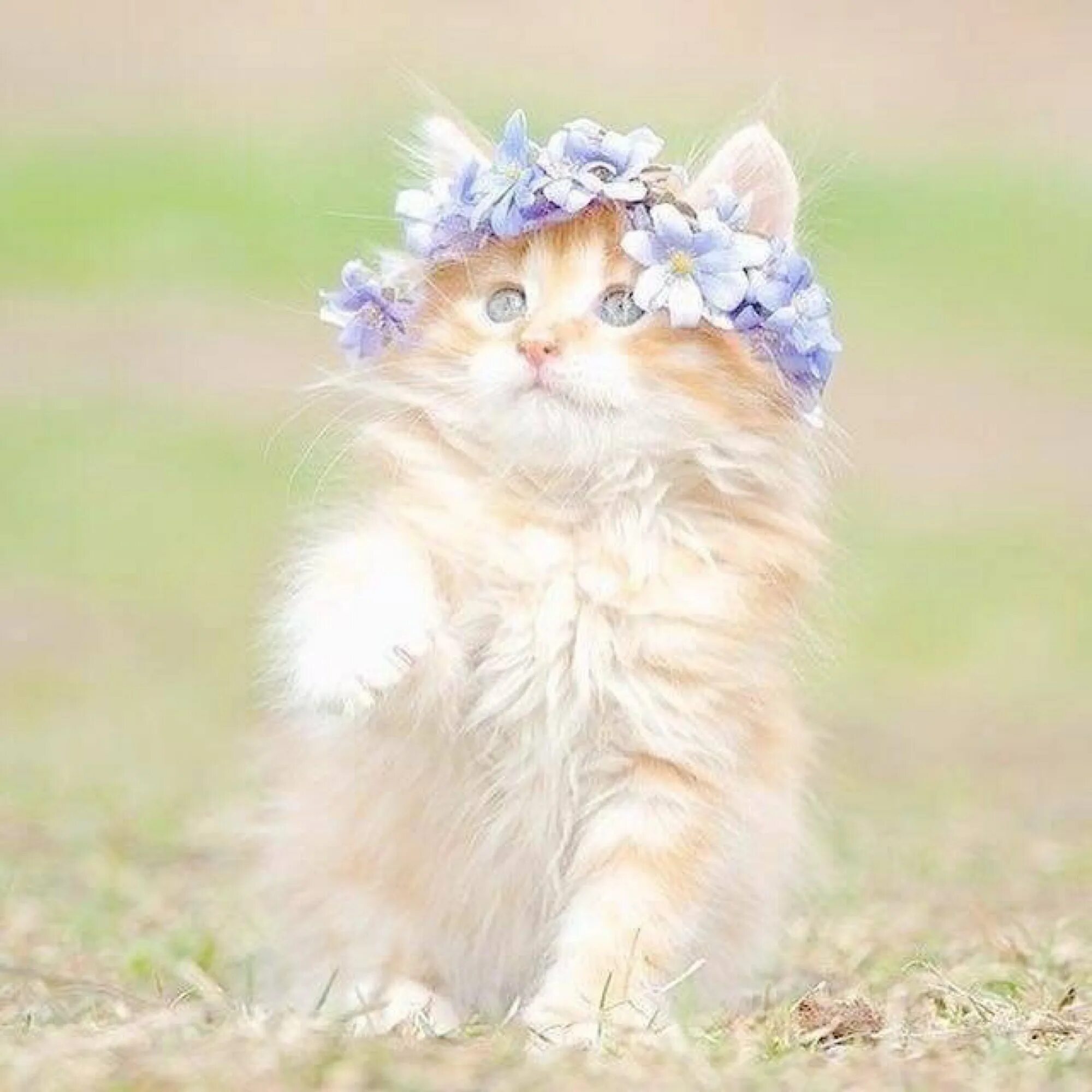 Забавные цвета. Котенок с венком на голове. Котенок с цветочком. Кошечка в цветах. Милые кошки.