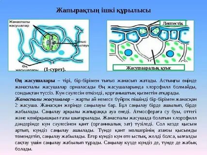 Қара нәсілділерге арналған ақ секс құлдары