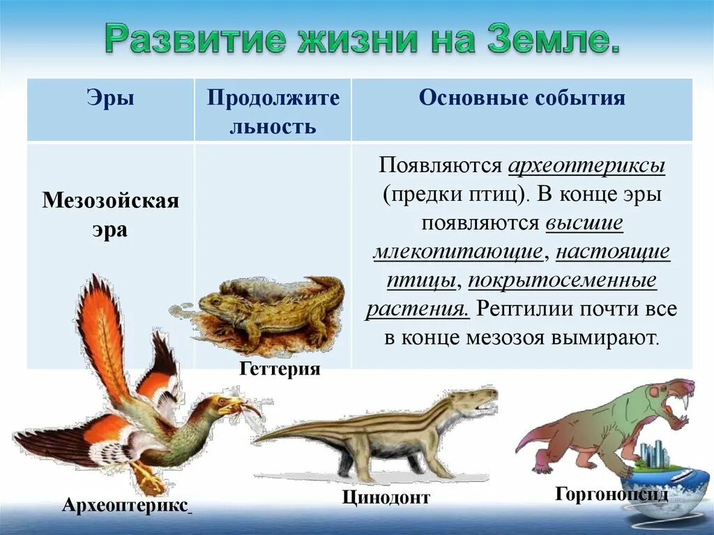 Происхождение животных основные этапы эволюции животного. Ранние этапы развития жизни. Этапы развития жизни на земле. Развитие жизни насземле. Развитие жизни на змел.