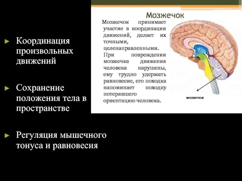При участии мозжечка осуществляется. Мозжечок координация движений. мозжечок отвечает за координацию движений. функции мозжечка. мозжечок у взрослого человека.