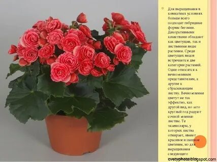 Бегония содержание