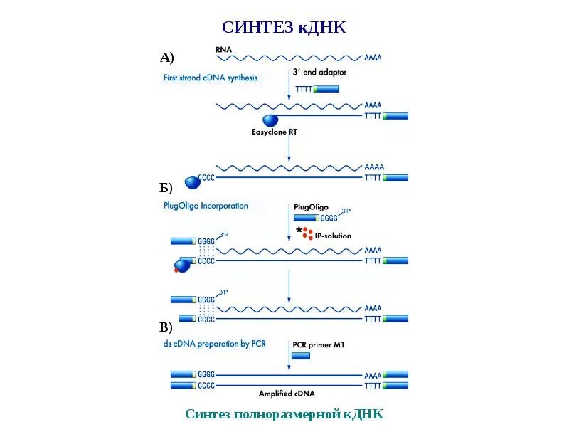 Комплиментарные днк. Синтез КДНК на матрице РНК. Синтез КДНК. Синтез комплиментарных ДНК. Метод синтеза КДНК.