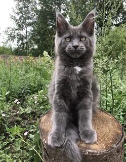 Мейн кун смесь