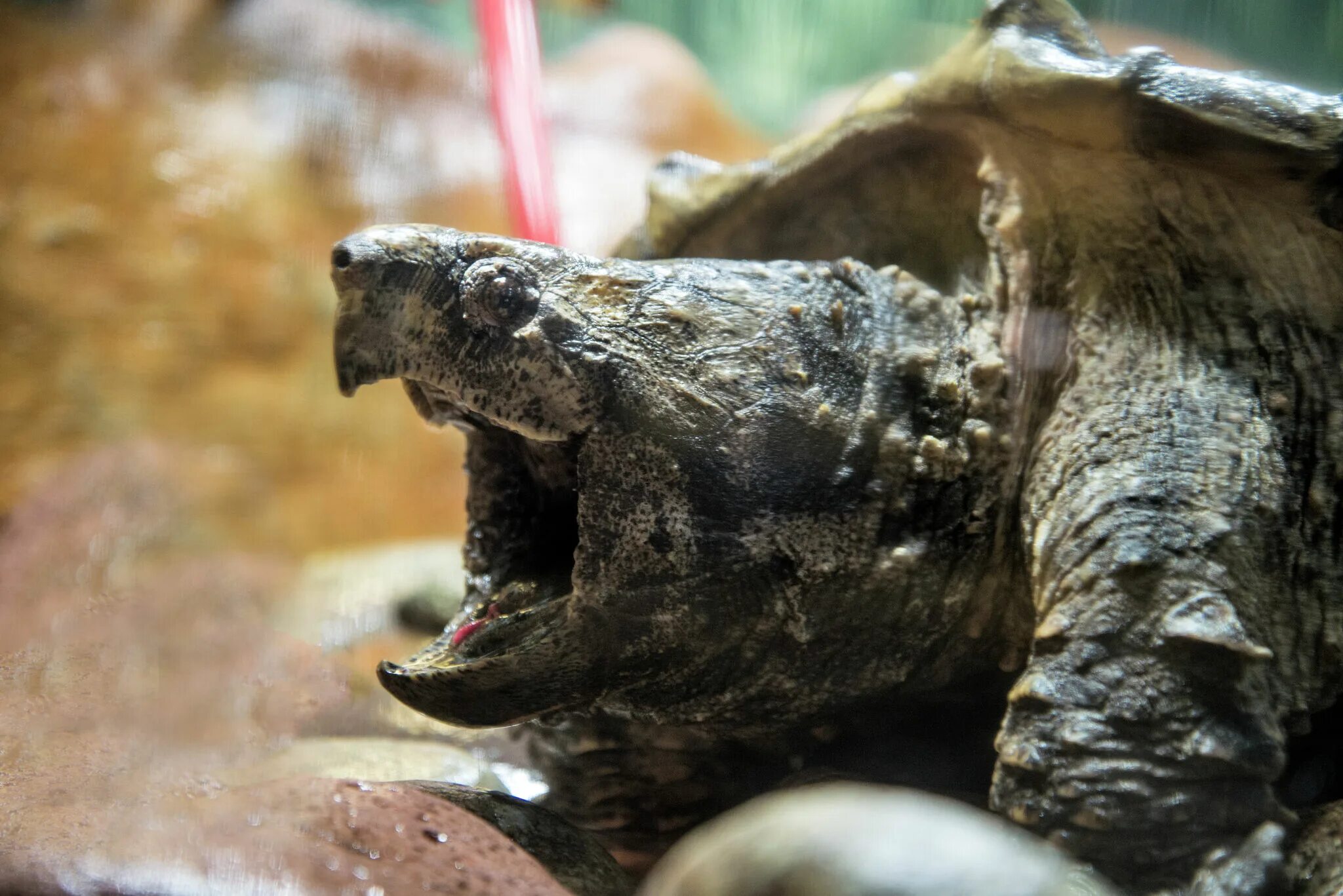 Зубы отсутствуют у черепах крокодилов